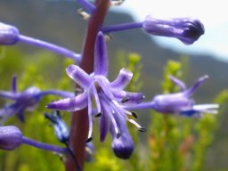 Spetaea lachenaliiflora flower